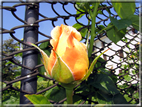 foto Rose